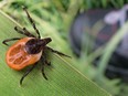 Stock photo: A deer tick lurks near a hiker