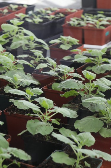 The Nicotiana benthamiana plant  — weeds in their native Australia — work as a vaccine bio-factory to produce viral proteins that act as antigens to create an immune response against COVID-19.