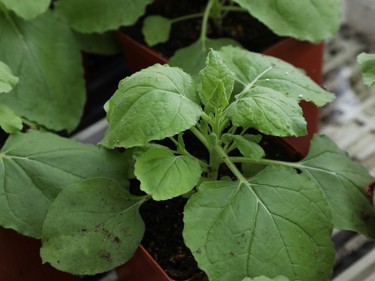OTTAWA – March 02, 2023 – Marc-André Langlois and Allyson MacLean, uOttawa researchers, are working on a nasal covid booster vaccine that is plant based. Assignment 138797 Photo by Jean Levac/Ottawa Citizen