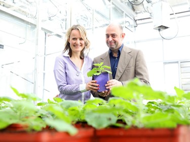 Marc-André Langlois and Allyson MacLean, uOttawa researchers, are working on a nasal COVID booster vaccine that is plant based.