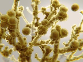 Candida aurisCandida auris is “intrinsically resistant” to multi anti-fungal drugs.
