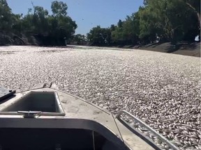 This image grab from a video taken on March 17, 2023 shows dead fish clogging a river near the town of Menindee in New South Wales. - Millions of dead and rotting fish have clogged a vast stretch of river near a remote town in the Australian Outback as a searing heatwave sweeps through the region.