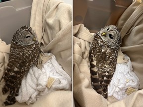 Bylaw services provided an overnight home for a barred owl belevlieved to have been struck by a car, The owl is now at the Ottawa Valley Wild Bird Care Centre for further assessment and care.