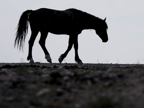 A wild horse walks to a watering trough on July 8, 2021, near U.S. Army Dugway Proving Ground, Utah. Authorities in British Columbia are investigating after 17 wild horses were shot in what Mounties are calling a "disheartening act."