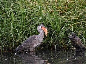 A heron is shown with a goldfish in its beak in Burnaby Lake in Burnaby, British Columbia in this handout image. A B.C. researcher says pet owners dumping their unwanted goldfish into British Columbia's waterways is putting native fish populations at risk.