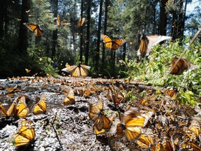 Every year, millions of monarch butterflies migrate to the same remote stretch of forest in central Mexico, an event scientists have long considered a great wonder of the insect world.