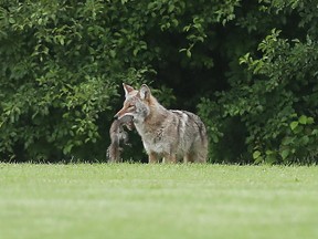 A photo taken last June shows a coyote with a squirrel in its jaws near McCarthy Woods.