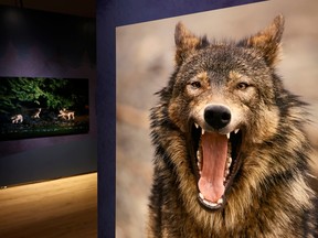 Karya fotografer satwa liar Michelle Valberg di pameran serigala baru di Museum Alam.