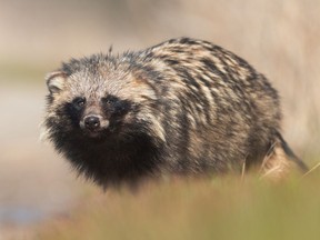 The common raccoon dog is a fox-like animal with raccoon markings, prized for its fur.