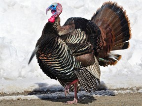 An adult male wild turkey.