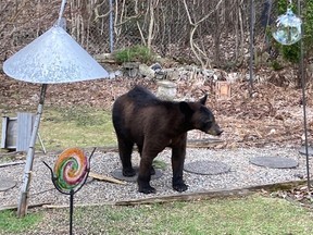 This bear recently visited backyards in the urban area.