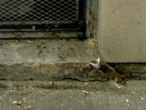 They've got the moves: A rat is seen jumping from the back of a building in a back alley near Granville Street in Vancouver.