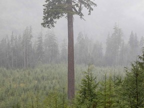 "Big Lonely Doug," a Coast Douglas fir, stands on its own in a cut block in the Gordon River Valley 18 km north of Port Renfrew on Vancouver Island, Canada, Sept. 4, 2021.