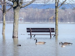 Geese and ducks enjoy a leisurely swim at Britannia as rising water from the Ottawa River begins to flood the park in April 2019.