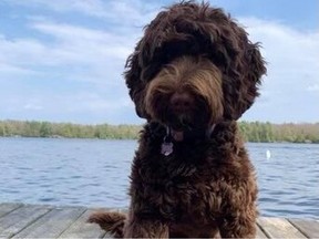Teddy was rescued after falling through a patch of ice at Andrew Haydon Park on Saturday morning, according to Ottawa Fire Services.