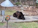 The bear visited several  backyards before finally being killed.