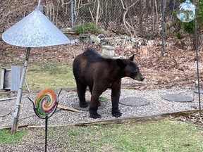 A bear that had recently been visiting backyards in the area of NCC Trail #27 near Bell High School is pictured.