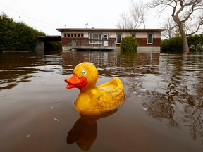 OTTAWA - April 21, 2023 - A rubber ducky floats in the flooded waters of a cottage on Bayview Drive in Constance Bay Friday. Residence of the area are hoping that the water does not rise any higher this weekend.