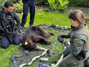This bear found roving near Centrepointe was lucky: it was sedated, not shot.