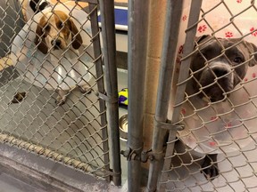 Kingston Humane Society facility is overcrowded