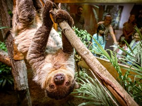 sloth at Canadian Museum of Nature