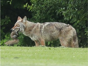 A coyote catches a squirrel near McCarthy Woods