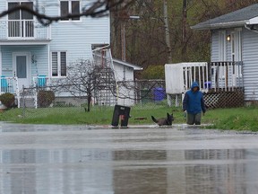 Dozens of streets were closed near Rue Saint-Louis in Gatineau due to flooding Wednesday. A man takes his dog for a walk Wednesday morning near Rue Blais.