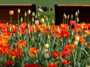 Une femme se détend près de tulipes au parc Major's Hill à Ottawa.
