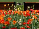 A woman relaxes close to some tulips at Major's Hill Park in Ottawa.