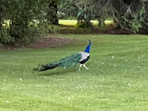 Peacock on the loose in Augusta