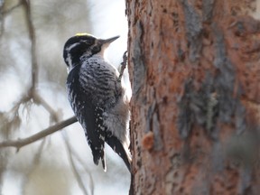 three-toed woodpecker
