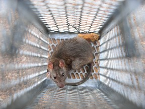 Rat in a live trap.