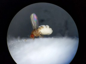 An invasion of the E. muscae fungus begins when an infectious spore lands on a fly host. Using enzymes to break through the cuticle, the fungus enters its host and "eats" it from the inside out.