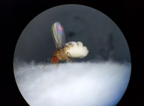 An invasion of the E. muscae fungus begins when an infectious spore lands on a fly host. Using enzymes to break through the cuticle, the fungus enters its host and "eats" it from the inside out.