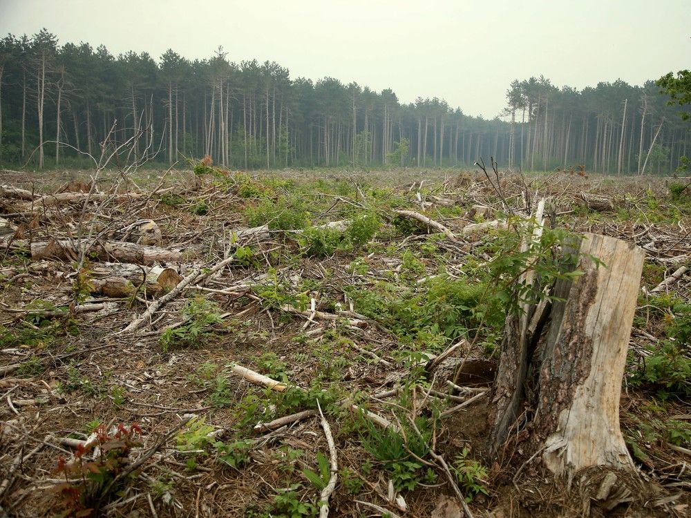 Downed trees from derecho heighten Ottawa’s fire risk