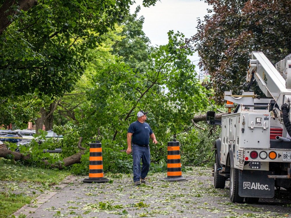 westboro storm damage trees down