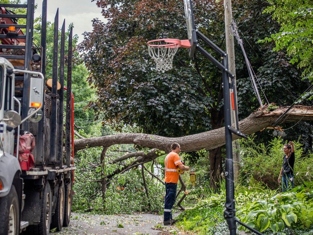 Westboro storm damage trees down