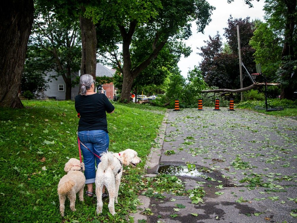 westboro storm damage trees down