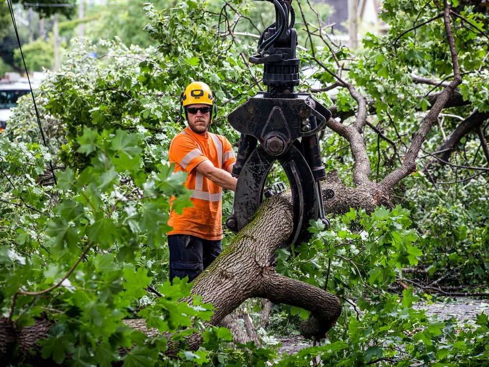 westboro storm damage trees down hydro crews