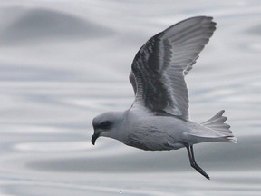 A fork-tailed storm-petrel flying at sea.