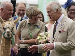 Britain's King Charles III and Queen Camilla, hidden, with a llama during a visit to Theatr Brycheiniog in Brecon, Wales, Thursday, July 20, 2023 to meet members of the local community and celebrate the local volunteering and public service sector.