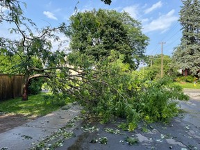 thunderstorm damage tree keenan avenue westboro