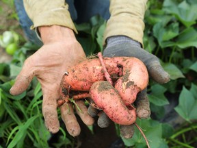 Sweet potato from Veggie Trail Farm