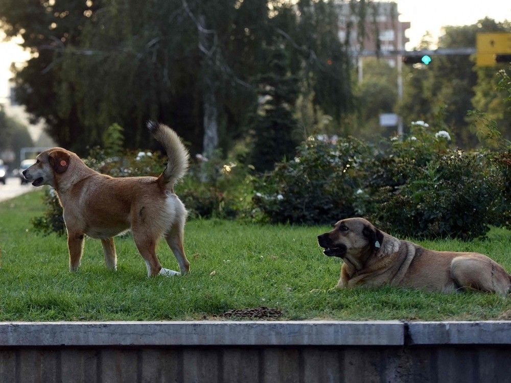 Today's letters Why some landlords (rightly) don't allow pets Ottawa Citizen