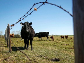 Scores of Canadian agricultural operators are struggling to find staff. Many have cast a wider net for quality employees, but dealing with the bureaucracy and seemingly arbitrary rulings made by Immigration, Refugees and Citizenship Canada decision-makers is proving a challenge.