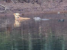 Crocodiles use their snouts to rescue a dog in Savitri River in Maharastra, India.