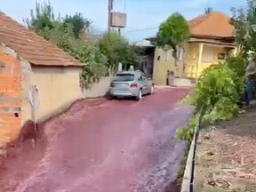 After two wine tanks belonging to a local distillery burst, enough booze flowed down the roads of São Lourenço do Bairro to fill an Olympic-sized pool.