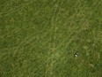 A cow grazes on a farm in the Ontario Greenbelt near Guelph, Ont., on Monday, July 10, 2023. Housing Minister Paul Calandra says the province will not compensate developers whose lands are going back in the Greenbelt.