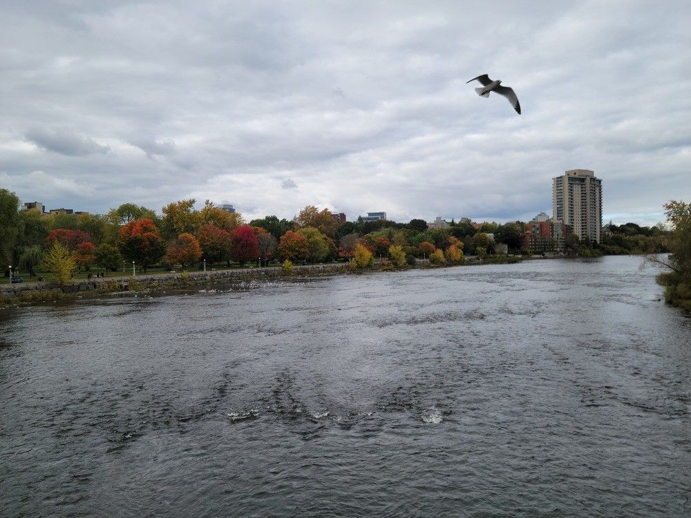 A seagull flies over the Rideau River, as seen from the Ad&agrave;we Crossing bridge where Bird Friendly Ottawa hosted a bird walk, one of the events marking World Migratory Bird Day on Saturday.