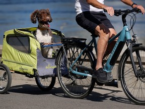 A dog enjoys his ride through Strathcona Park in Ottawa on Monday. Warm temperatures are expected in Ottawa all week.